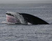 Passive Acoustic Monitoring Reveals Clues to Minke Whale Calling Behavior