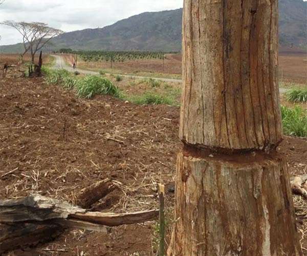 EU deforestation ban in chaos as parliament loosens rules