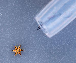 Johns Hopkins Team Deploys Hundreds of Tiny Untethered Surgical Tools in First Animal Biopsies