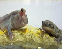 European salamander at risk of extinction: study