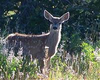 Tracking deer by NASA satellite