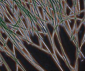 Great Oxidation Event: More oxygen through multicellularity