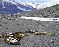 Antarctica is greening due to global warming