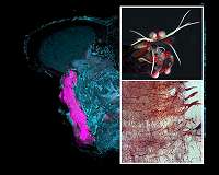 The brains of shrimps and insects are more alike than we thought