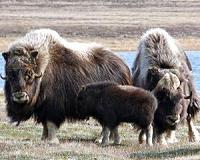 Mothers and young struggle as Arctic warms