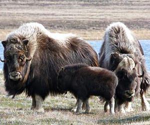 As climate, disease links become clearer, study highlights need to forecast future shifts
