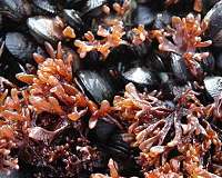 Predicting non-native invasions in Antarctica