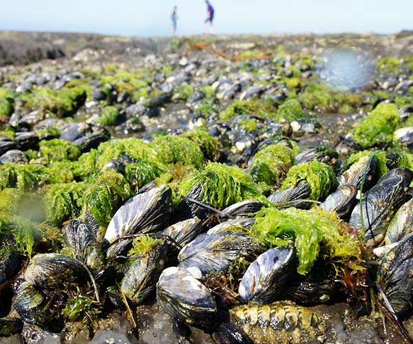 Heatwave batters Spain's Mediterranean mussel crop