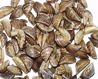 Mussels Aid In Analysis Of Port Pollution