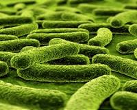 Unusual discovery leads to fascinating tuberculosis theory
