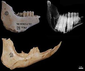 Evolution in an island, the secret for a longer life