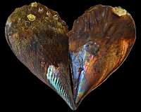 Ocean temperatures faithfully recorded in mother-of-pearl