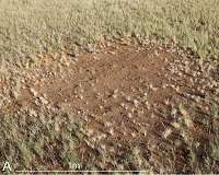 How ants find their way in the desert