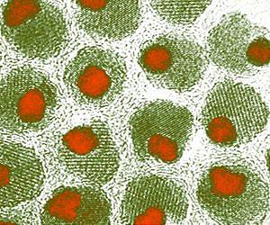 Innovative Nanoparticle Purification System Uses Magnetic Fields