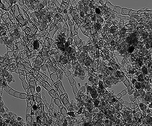 Los Alamos catalyst could jumpstart e-cars, green energy
