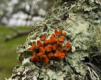 Lichen is losing to wildfire, years after flames are gone