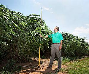 Napiergrass: A Potential Biofuel Crop for the Sunny Southeast