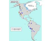 Ancient babies boost Bering land bridge layover