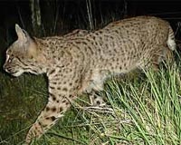 Outdoor Enthusiasts Scaring Off Native Carnivores In Parks