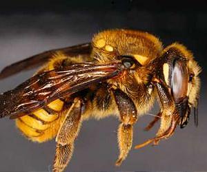 Native Bees are Selective about Where They Live and Feed