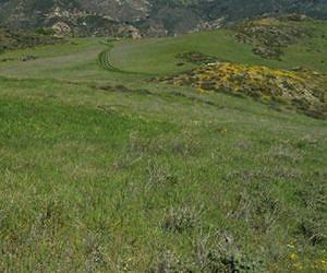 Invading species can extinguish native plants despite recent reports