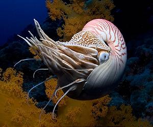 Some squids do it in the dark