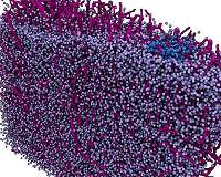 Navigational view of the brain thanks to powerful X-rays