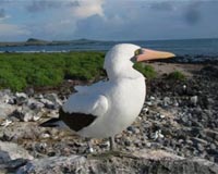 High Hormone Levels In Seabird Chicks Prepare Them To Kill Their Siblings