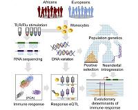 Neandertal genes in the petri dish