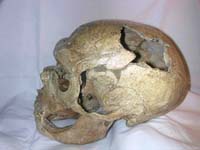 Neanderthal fossil found in North Sea