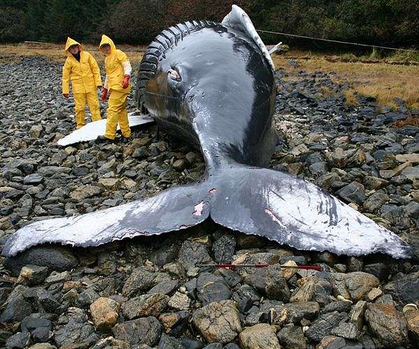 Humpback whale found dead on beach in France