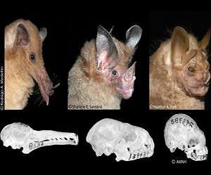 Studying bat skulls, evolutionary biologists discover how species evolve
