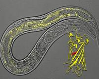 Cause of aging remains elusive