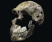 Homo naledi's surprisingly young age opens up more questions on where we come from