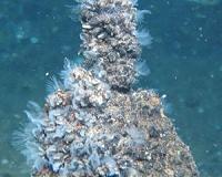 Hydrothermal Settlers