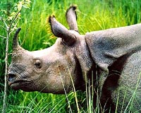 Rare Indian rhinos face growing threat from poachers