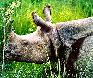 Poachers kill rare rhinos in India's remote northeast