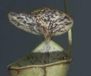 Pitcher plant uses rain drops to capture prey