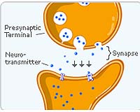 Study focuses on how synapses form