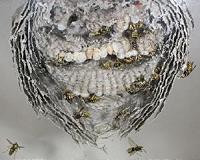 Study spells out why some insects kill their mothers