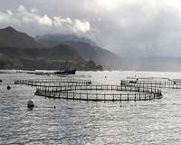 Farmers on the front lines of marine aquaculture