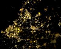 Dutch issue first 'green bond'