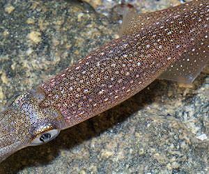 MBL Scientists Discover Nerves Control Iridescence in Squid's Remarkable Electric Skin