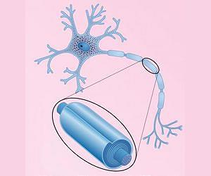 New neurons take 6 months or more to mature in non-human primate brain
