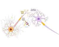 Neuron and synapse-mimetic spintronics devices developed