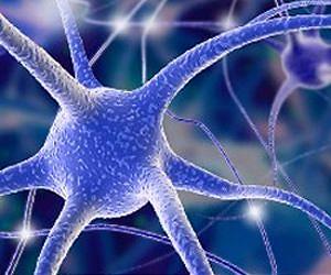 Human cognition depends upon slow-firing neurons