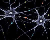Human neurons are electrically compartmentalized, study finds