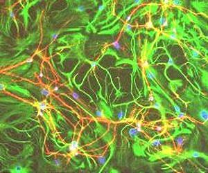 How brain microcircuits integrate information from different senses