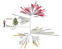 The Tree of Life may be a bush