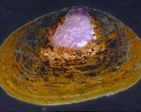 New bivalve species dwelling on a sea cucumber discovered in Japan